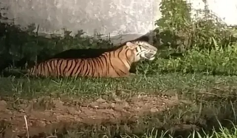 Viral! Harimau Besar Muncul Di Lahan PT Wilmar, Begini Penampakannya